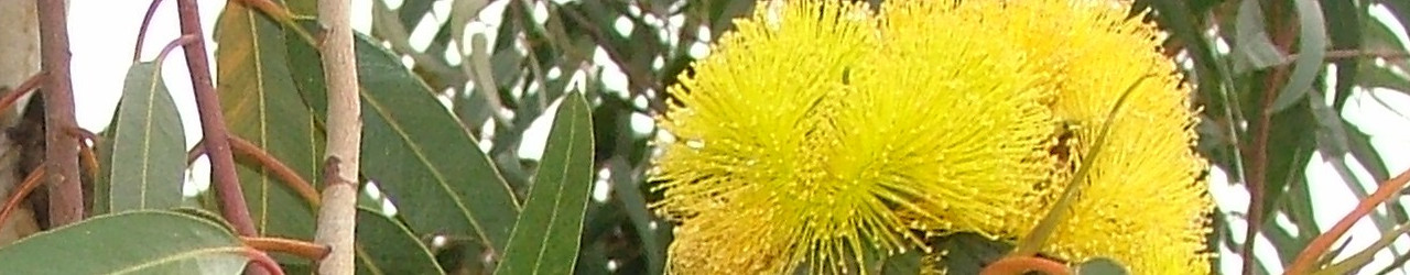 floweringgumkimba